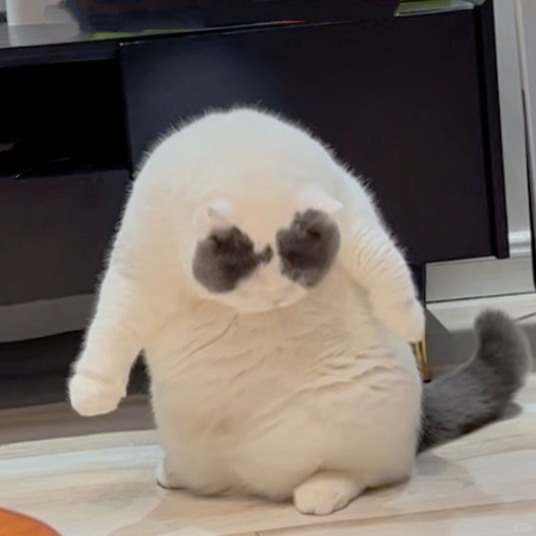 猪猫站起来了🐷