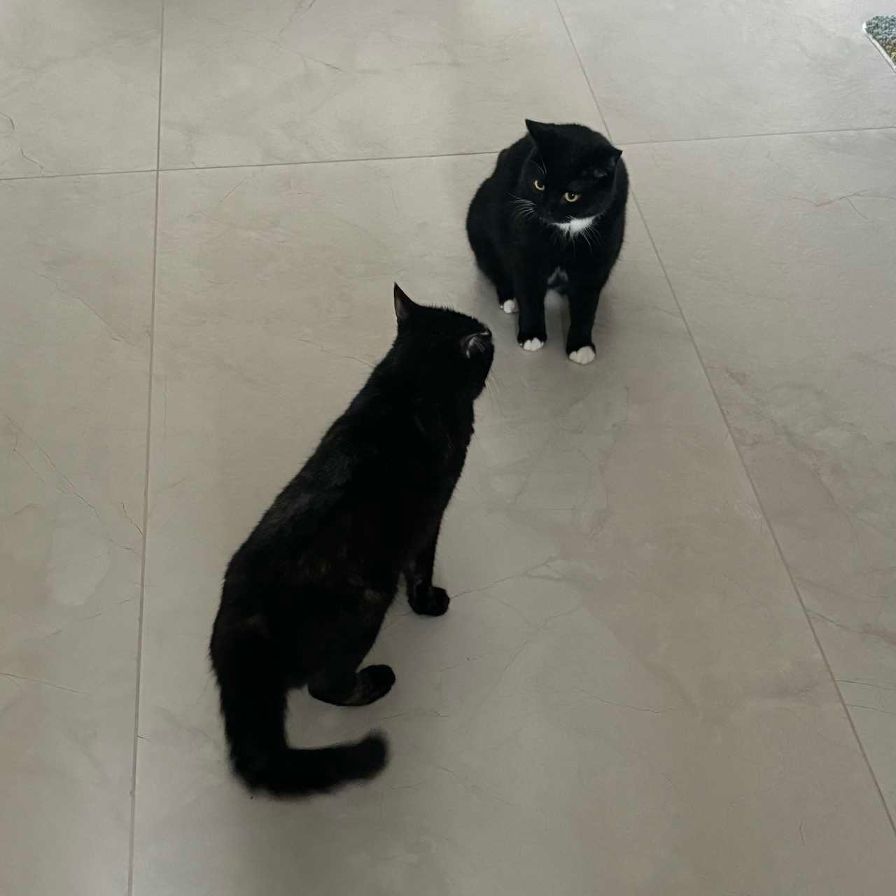 黄牛猫，要使用这片空地你申请了没？你别生气呀，你看我离开你就不用申请了嘛！奶友会