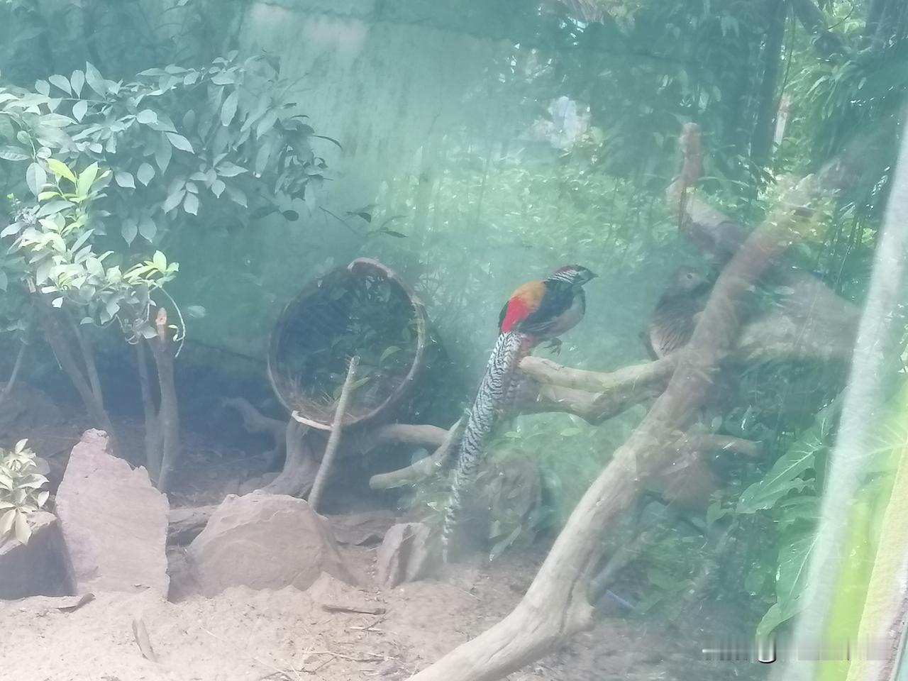小动物