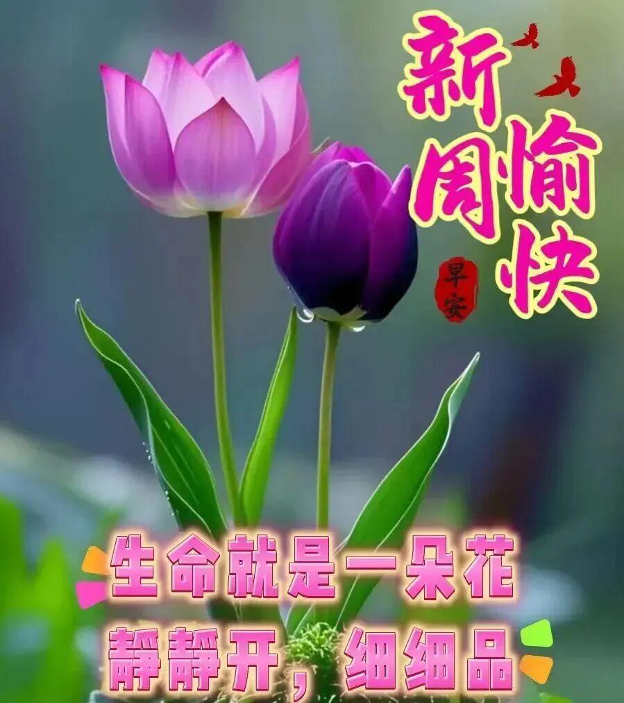 作者互动季作者互动季新的一周又开始了，通过互动也认识了许多新条友，新的一周继续努