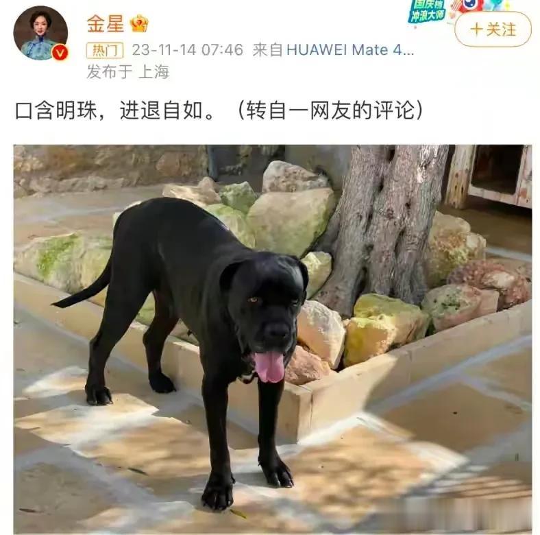 口含明珠进退自如，金星越来越过分了！

金星居然内涵董明珠，太下头了！

金星的