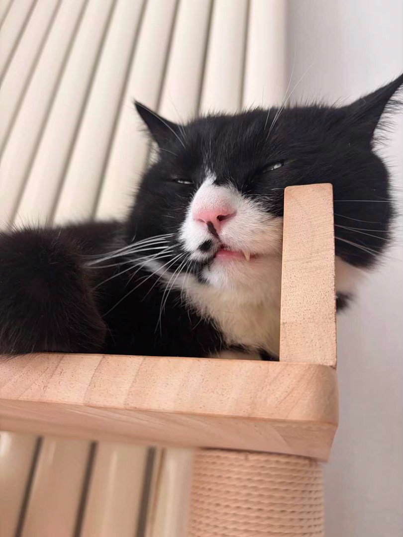 我有点困意忘形了！daily奶牛猫 （投稿：） 