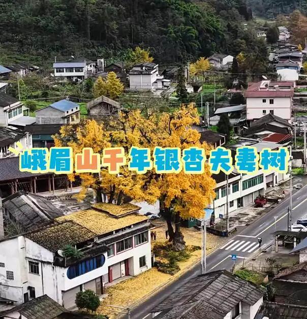 峨眉山千年银杏夫妻树。家人们！挖到峨眉山的绝美秘境了，就在龙池镇白果村，藏着两棵