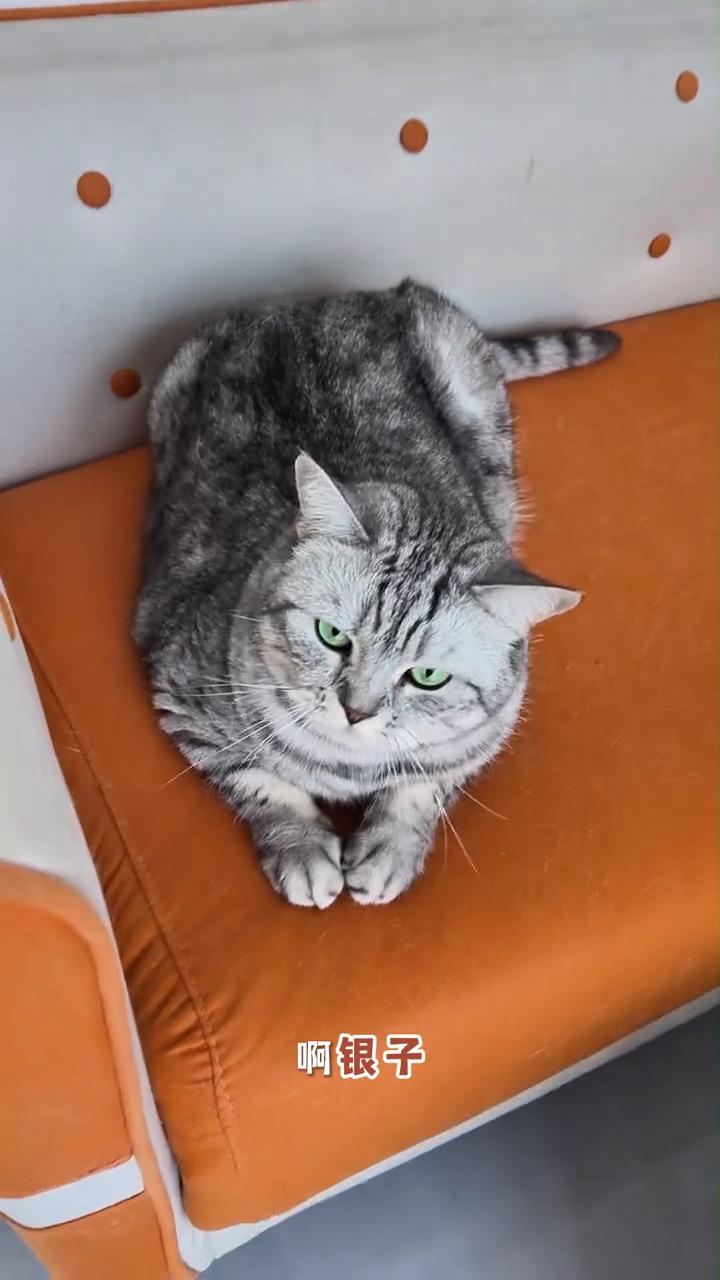 你们说我这猫不胖吧？看一下它大后背就跟皮球似的。这猫到底是胖还是瘦？看它后背，大