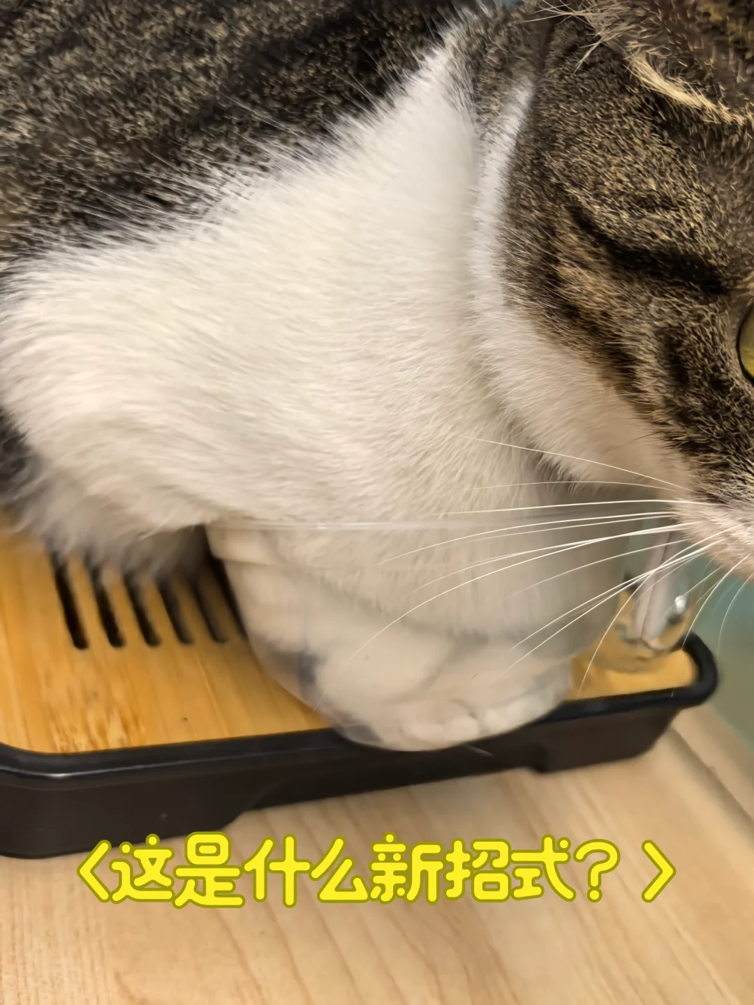 在一次性碗里母鸡蹲？