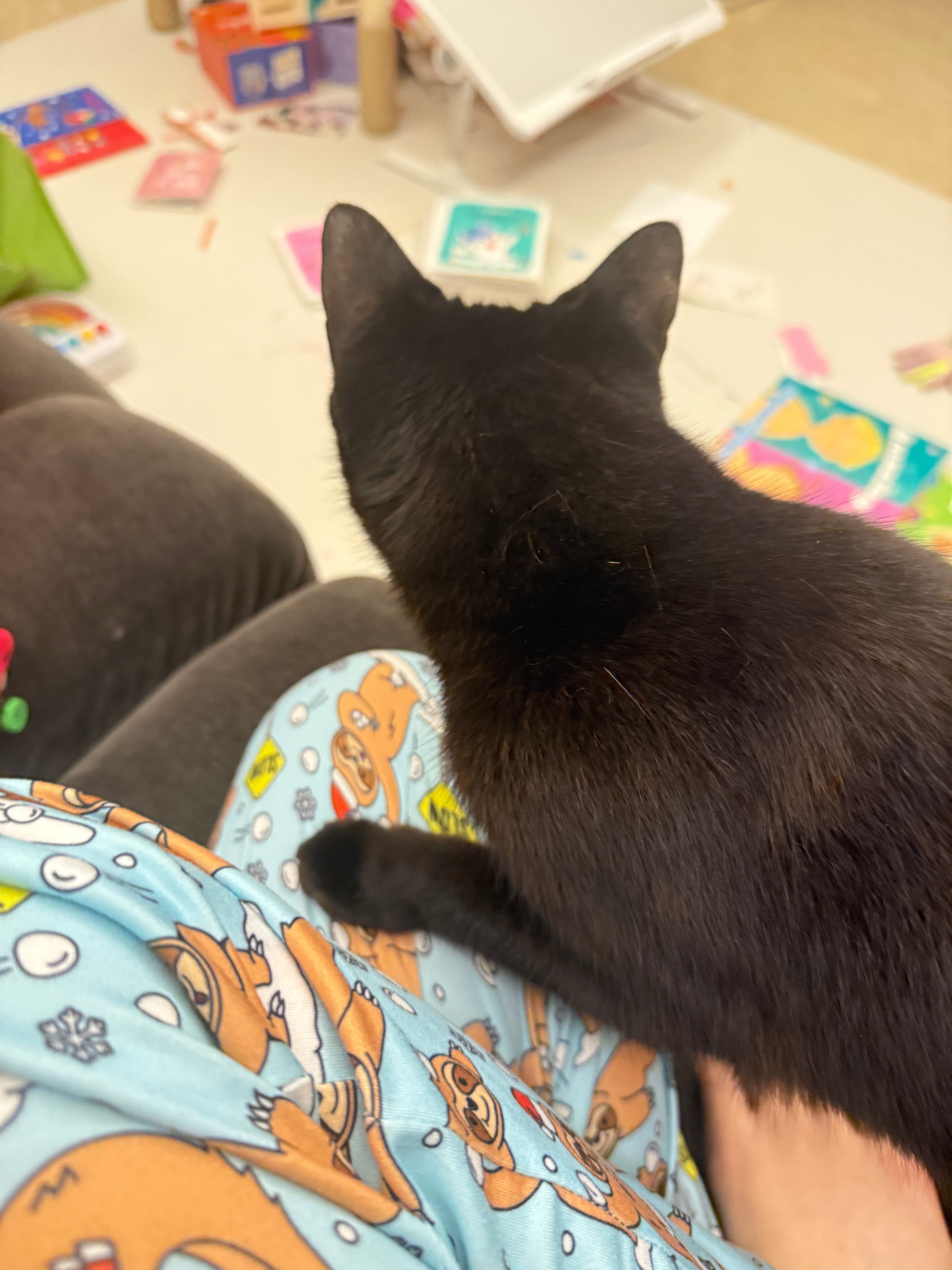 luna现在跟我可好了，之前给她打针抓着灌饭都没影响她粘人，小猫的心明镜似的