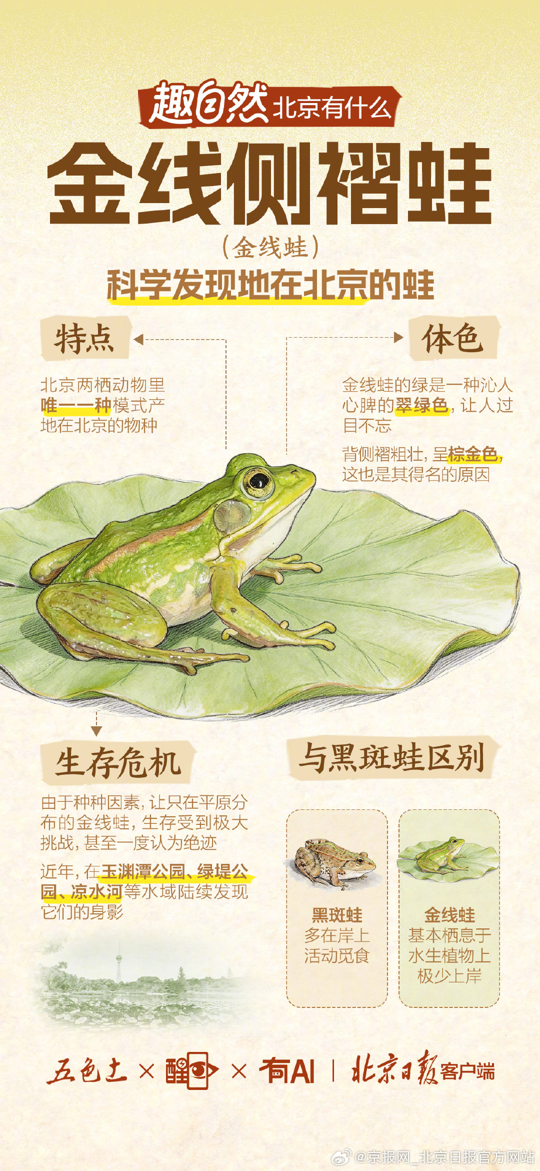 【#北京有多少种蛙# 】#你在北京见过蛙吗# 蛙，在老北京人口中常称之“蛤蟆”。