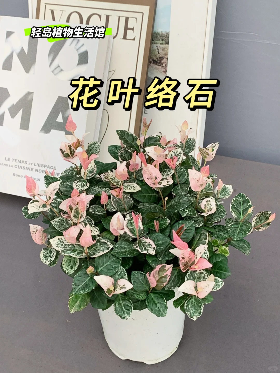 轻岛 | 绚丽多彩的花叶络石