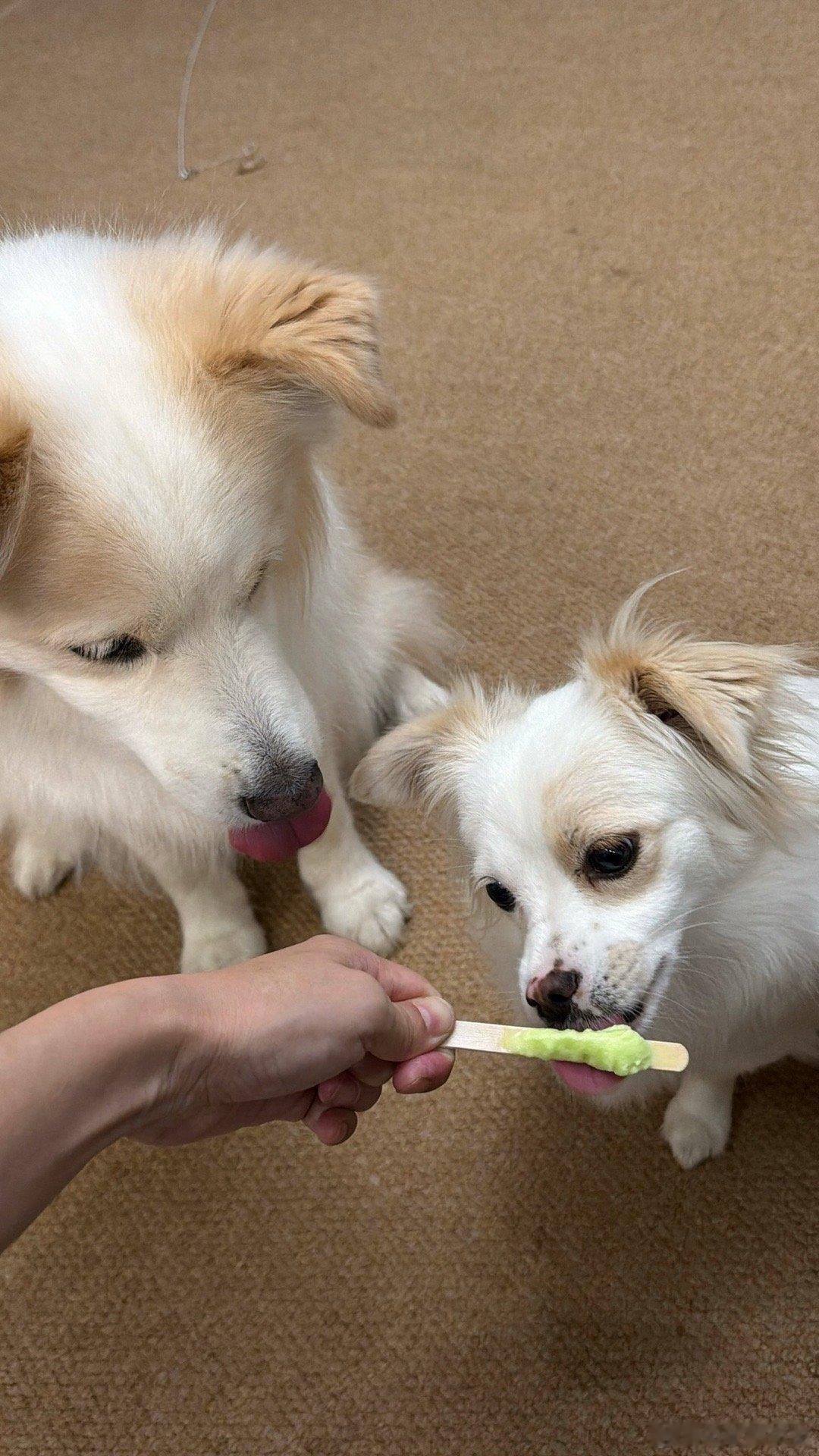 羊羊狗生第一口棒冰 