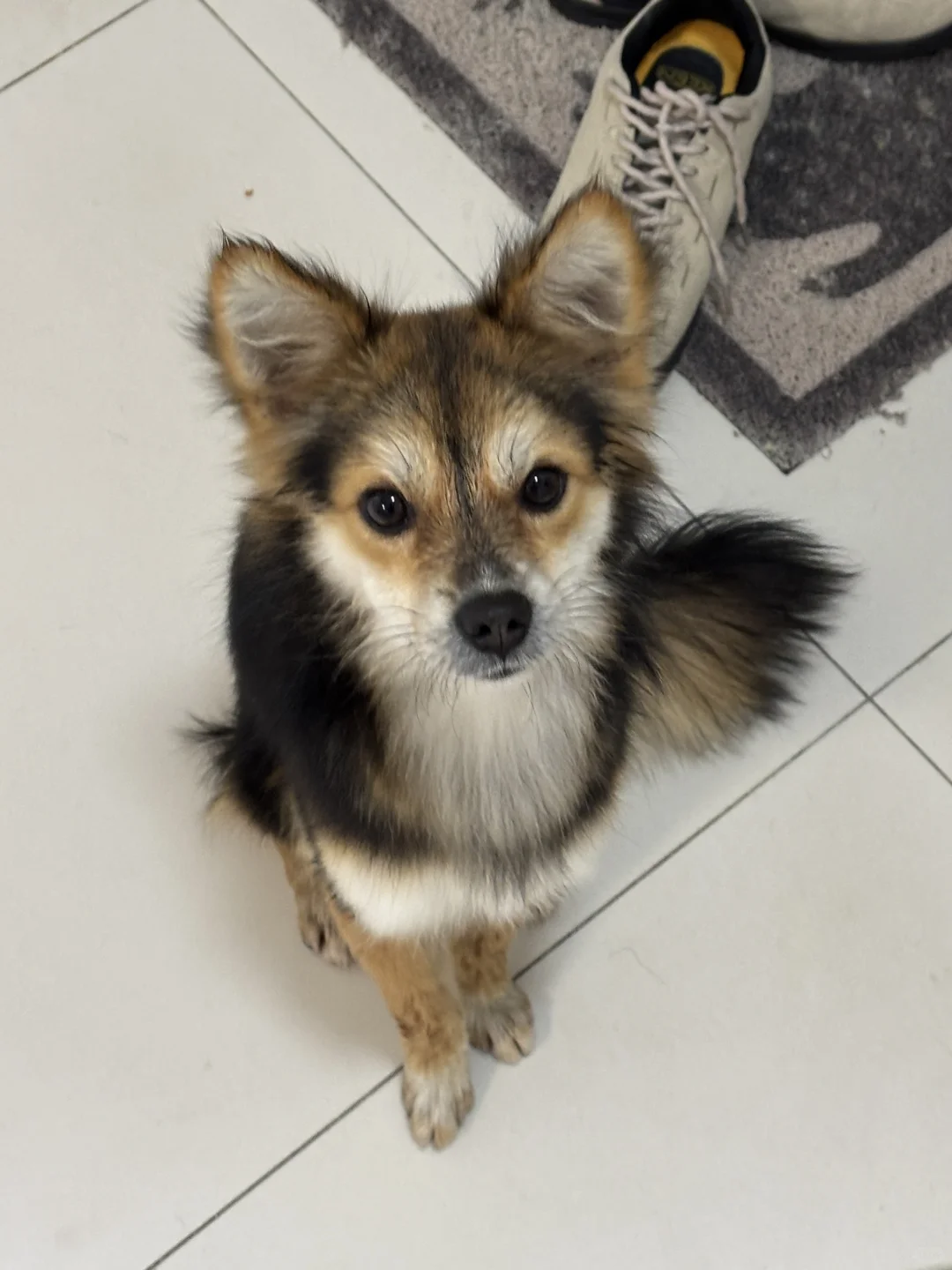 狐狸狗把狗牌蓝牙定位器全部弄丢了😂