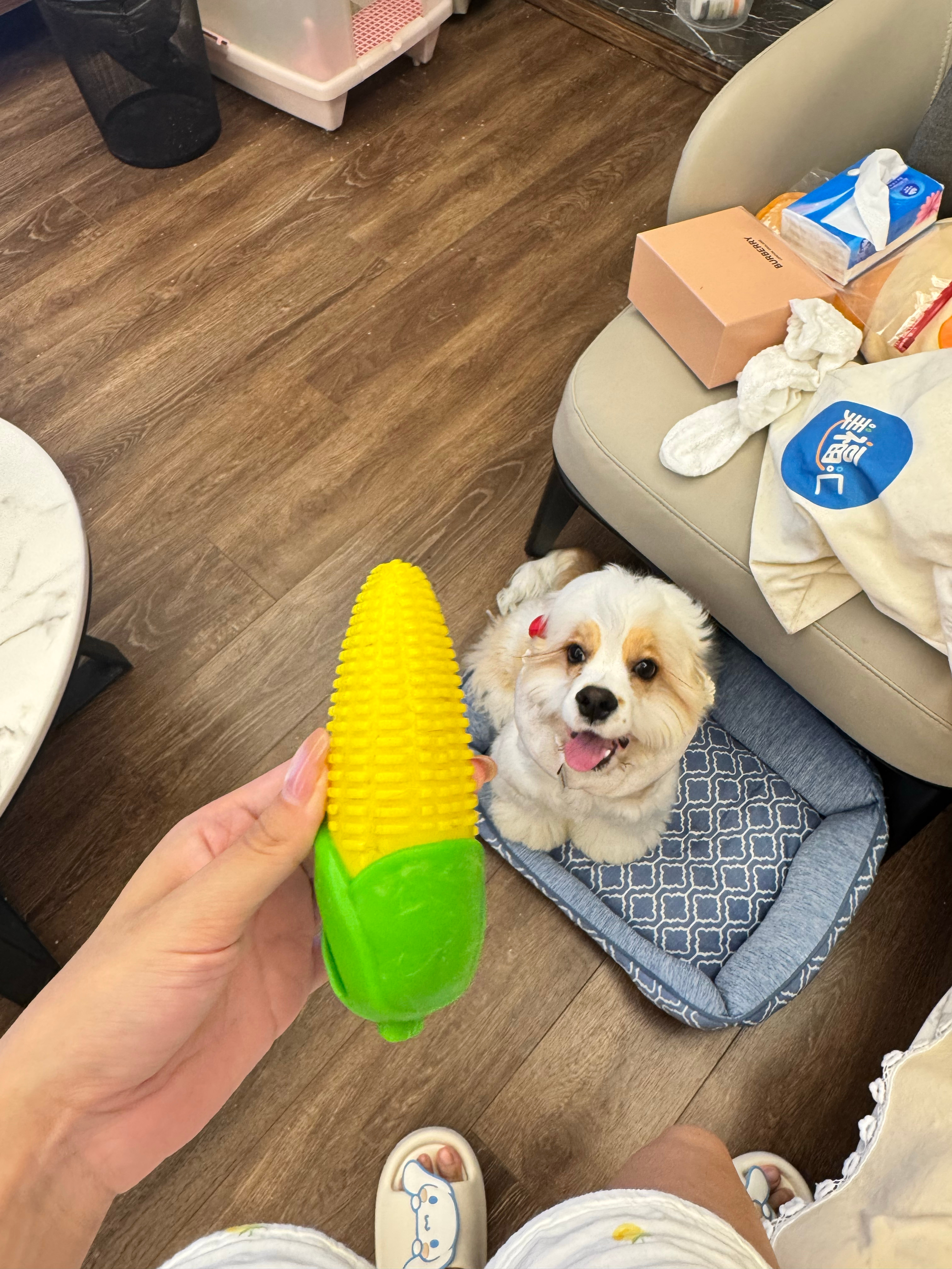 谁敢闻一下这个玉米🌽 ​​​