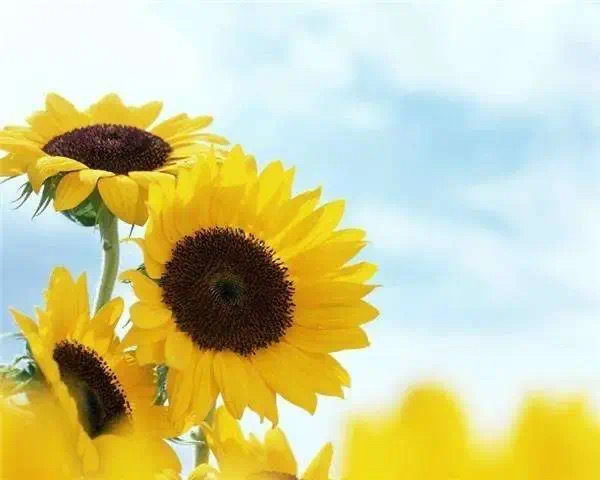 如果你一直想改变别人, 你一定活得很痛苦。要记住, 想改变别人, 不如先改变自己