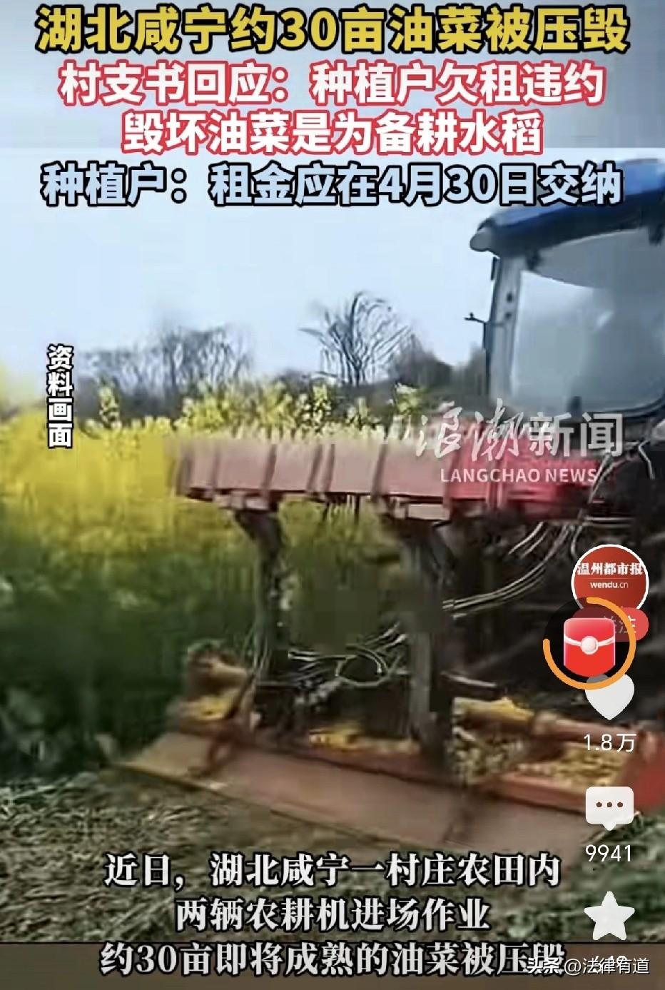 赤壁30亩即将收割的油菜被碾平，谁来为“一刀切”的粗暴买单？

三月下旬，本是荆