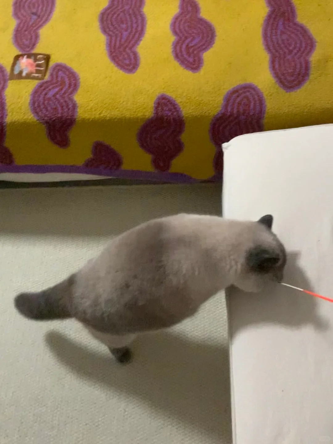 有些小猫好可怜…