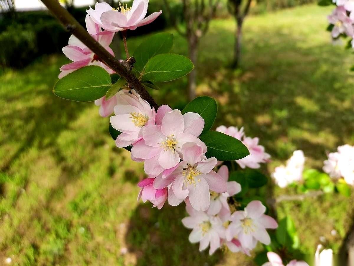 楼下张阿姨，平时买菜总要多算两遍，今天却哼着小曲儿。
我猜，是手机里那声提前响起