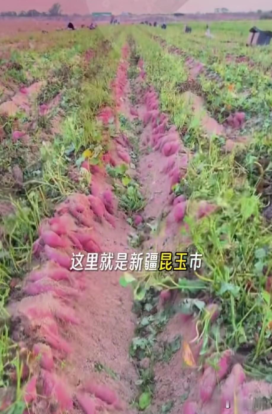 沙漠也能种红薯