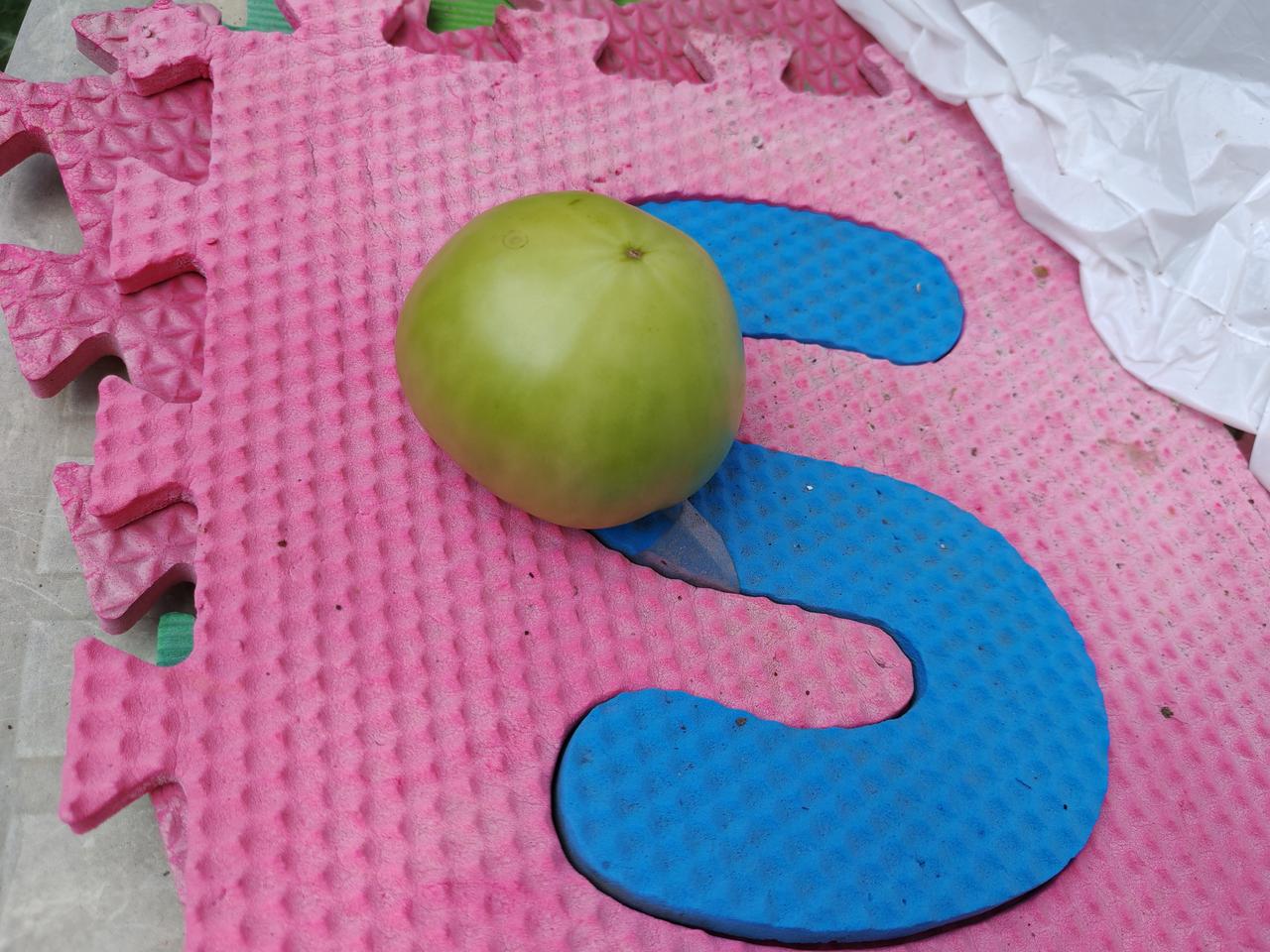 这件事我不听儿子的！

今天上午，我和老伴在小菜园里修剪西红柿的枝条。

修剪西