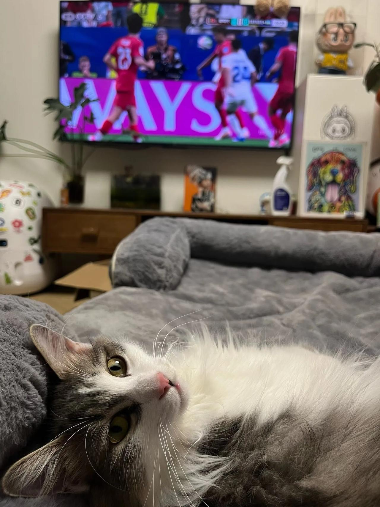 八嘎猫：快看啊！进球了没有？我不想看……[祈祷][玫瑰][捂脸]