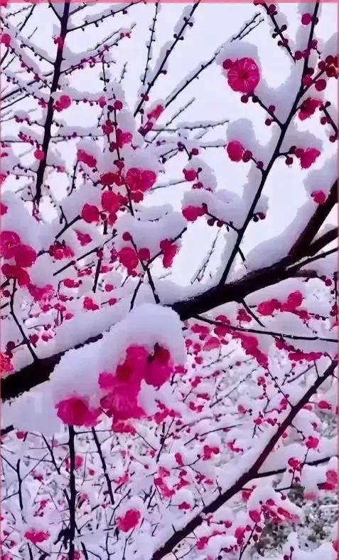 梅花开寒岁，
绿箭暑热来。
横批：《梅花与绿箭》