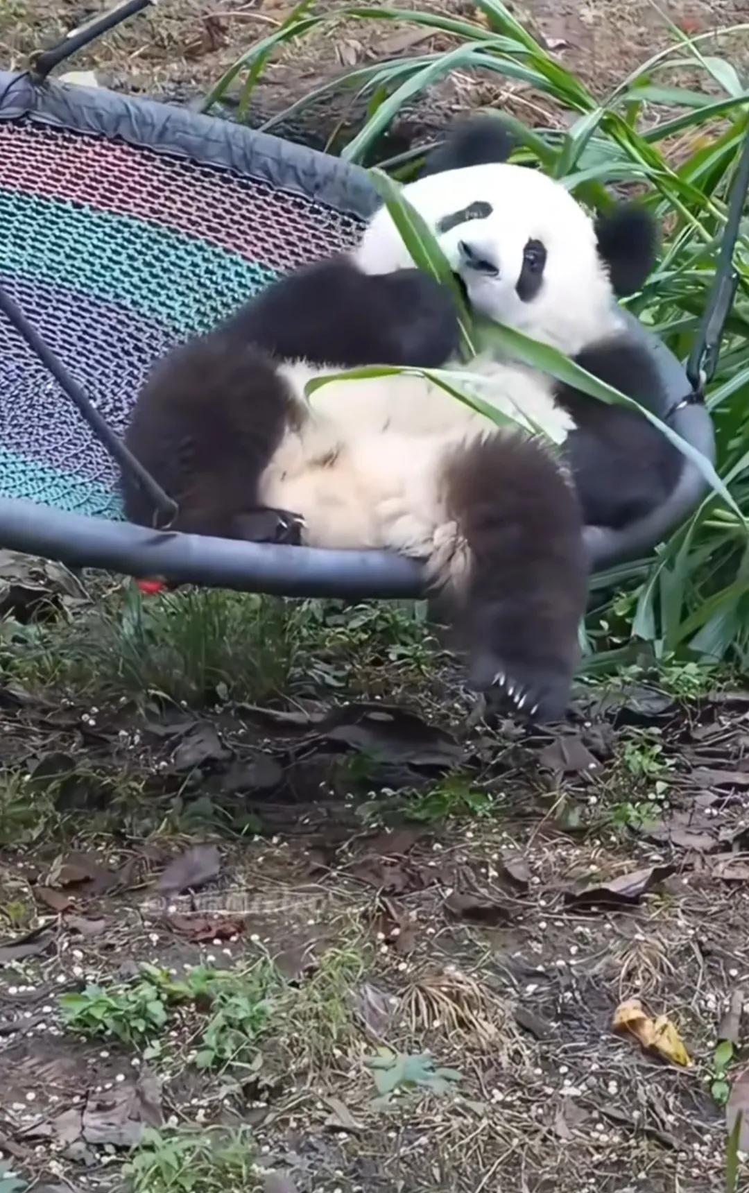 五少爷的惬意生活！
看大熊猫莽小五躺在摇篮上惬意的吃竹叶，很可爱很治愈吧！大熊猫