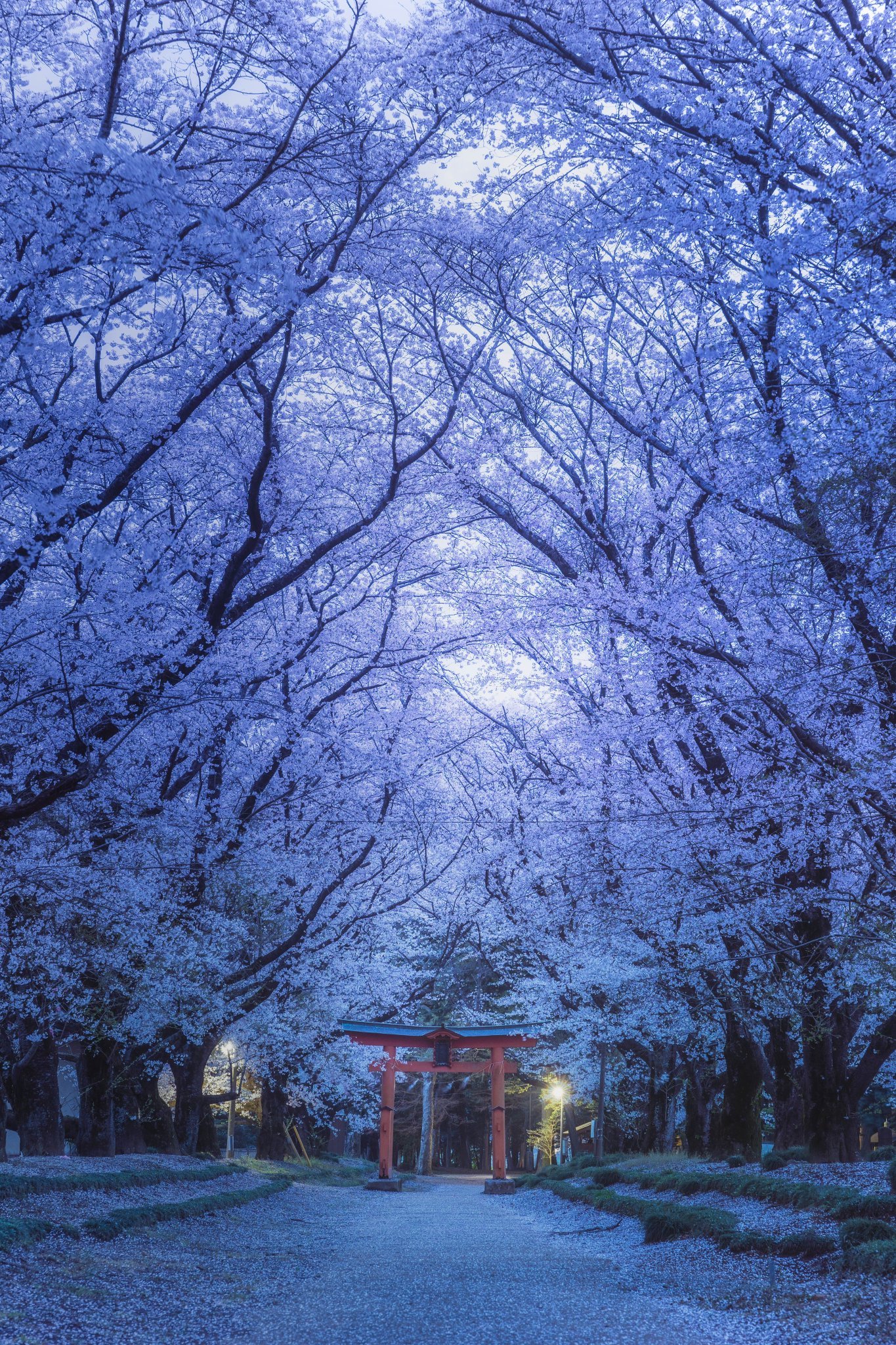 图来自ポムの蒼 ​​​