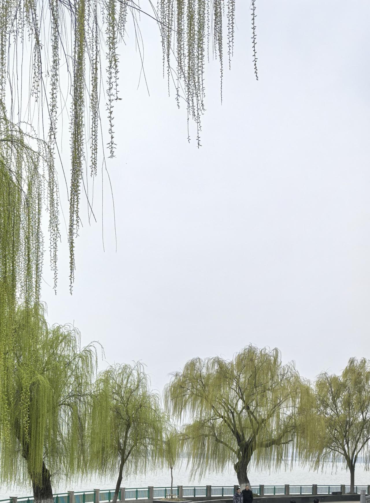 [微风]画堂春·游湖踏春

雨收云散柳丝轻，湖光暖透春晴。画船摇碎碧波明，风满长