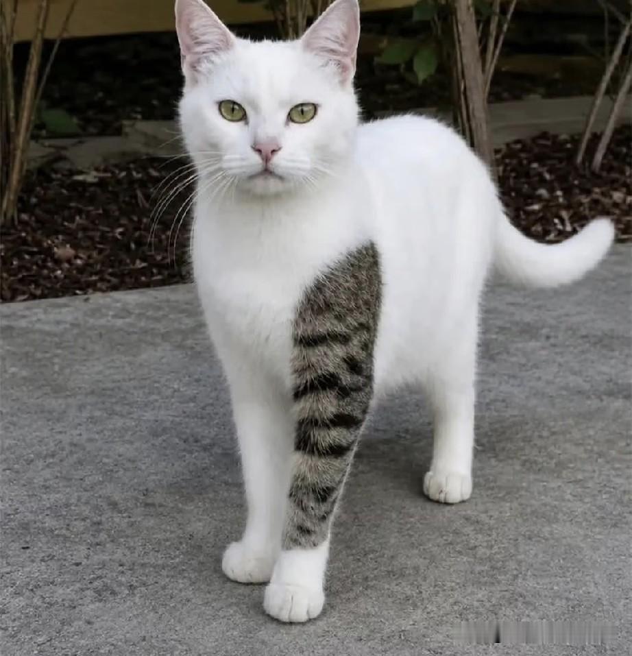 给这猫起个名