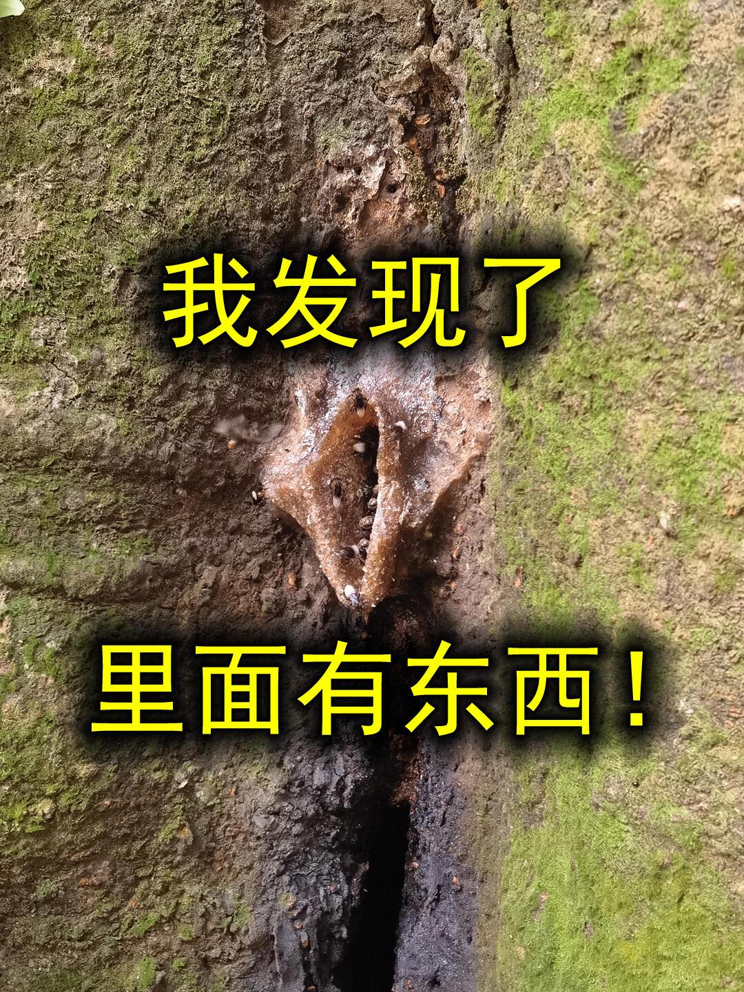 要离得很近了，才能看清楚，原来内有乾坤滴！凑近了去看到洞口边上有许多像是蜜蜂一样