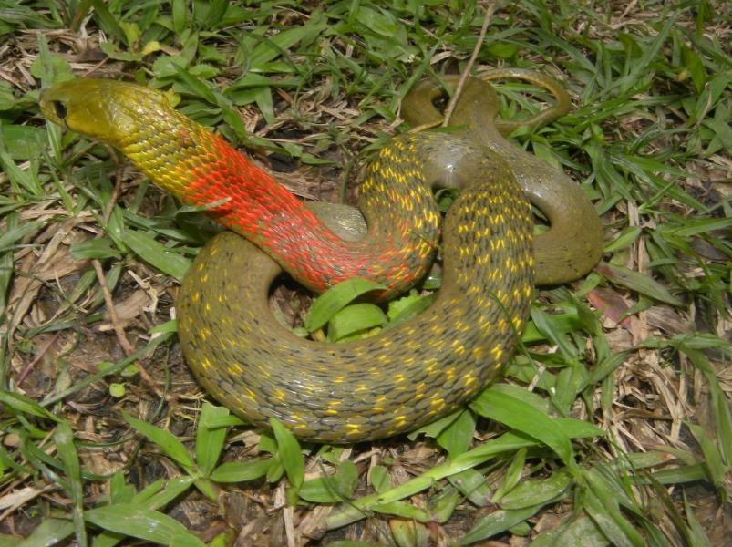 现在很多家长都习惯周末的时候带着孩子到野外去挖点野菜，来一顿野餐，亲近大自然。这