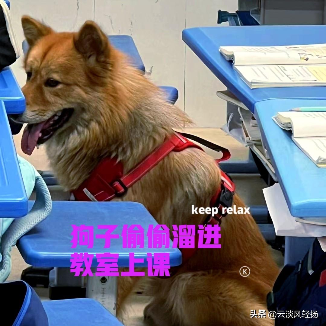 不知道谁家的狗子，偷偷溜进教室里面来听课。狗子坐得很端正，听得也非常认真，看样子