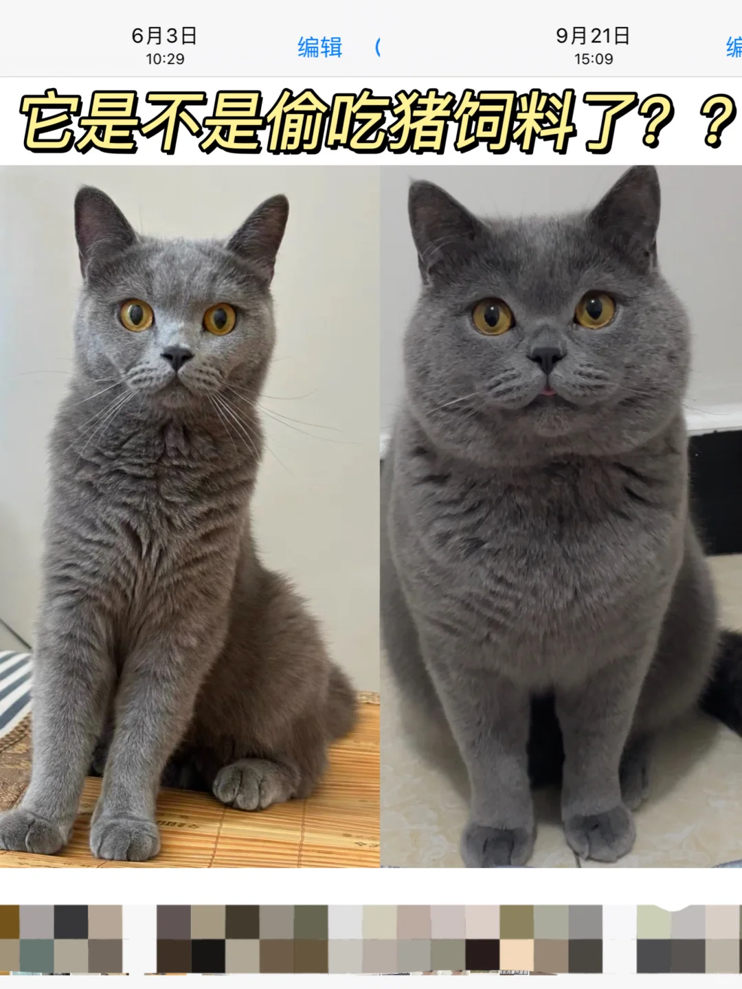它这三个月是猪饲料了⁉️竟然胖了这么多❗️