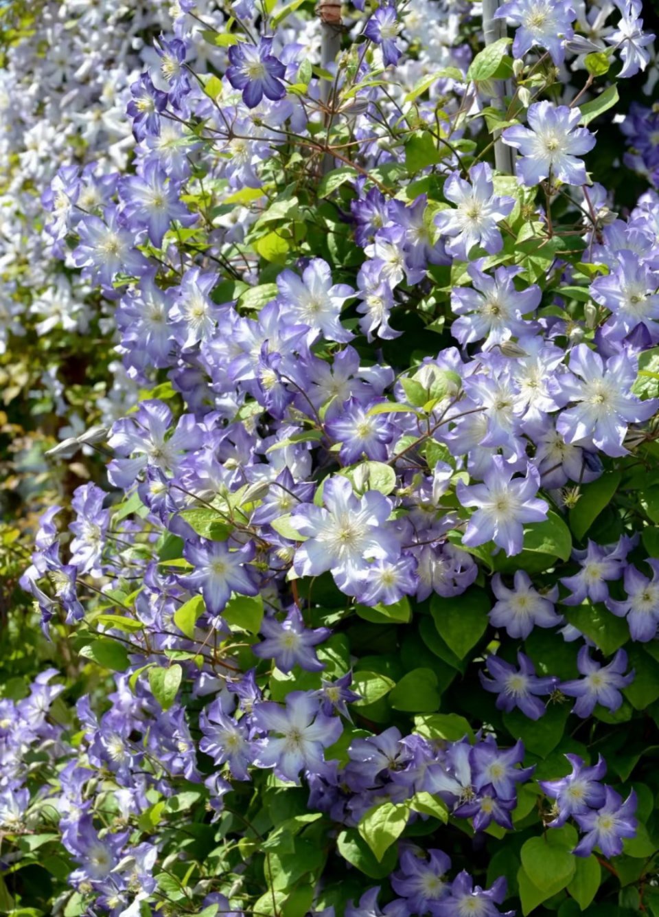 铁线莲养护指南1. 光照：喜阳光，每天至少4-6小时光照，夏季适当遮阴。2. 土