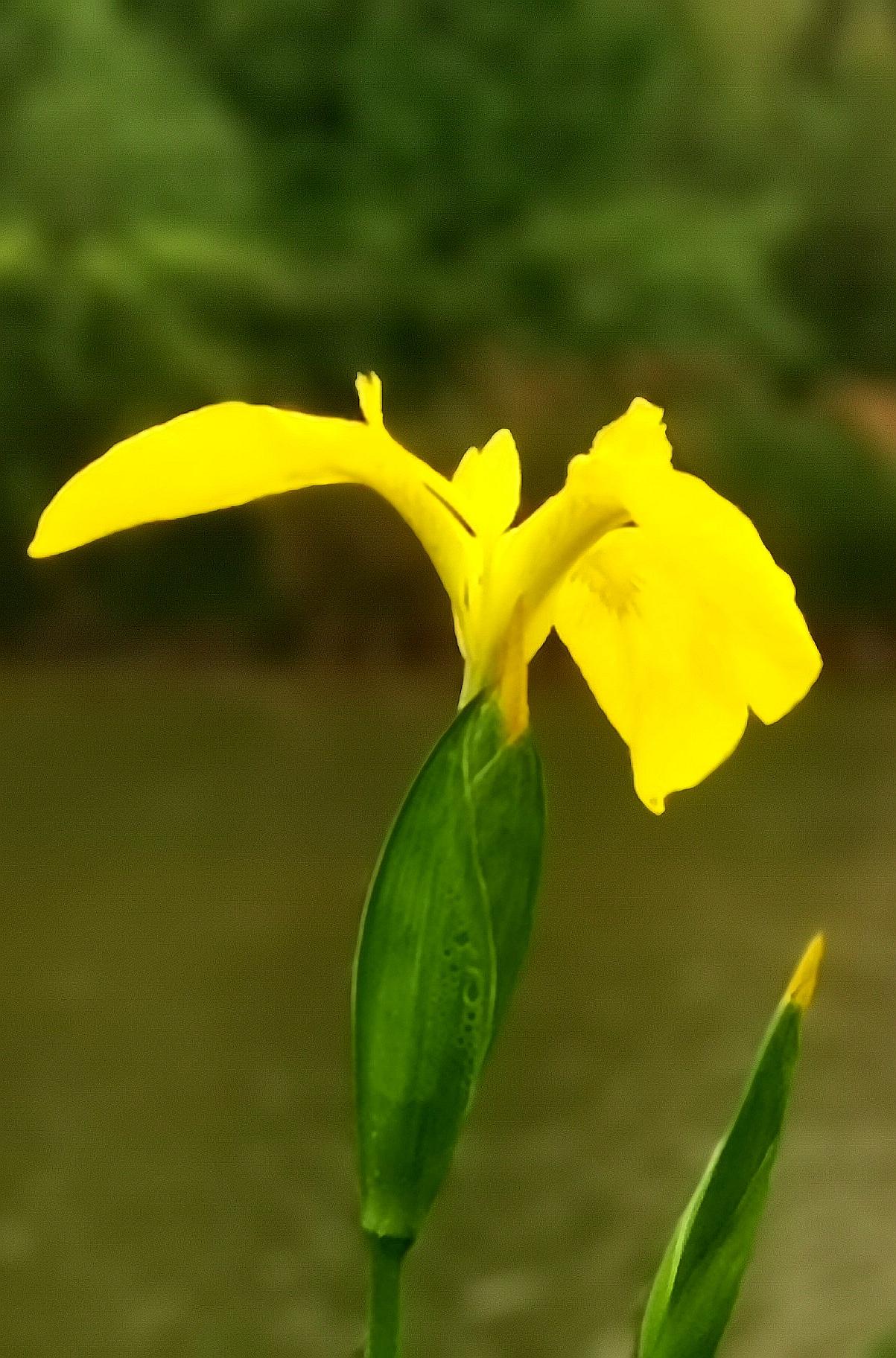 暮春的沣河边，百花已凋落，只有鸢尾花静静地开着。记得舒婷在《会唱歌的鸢尾花》中写