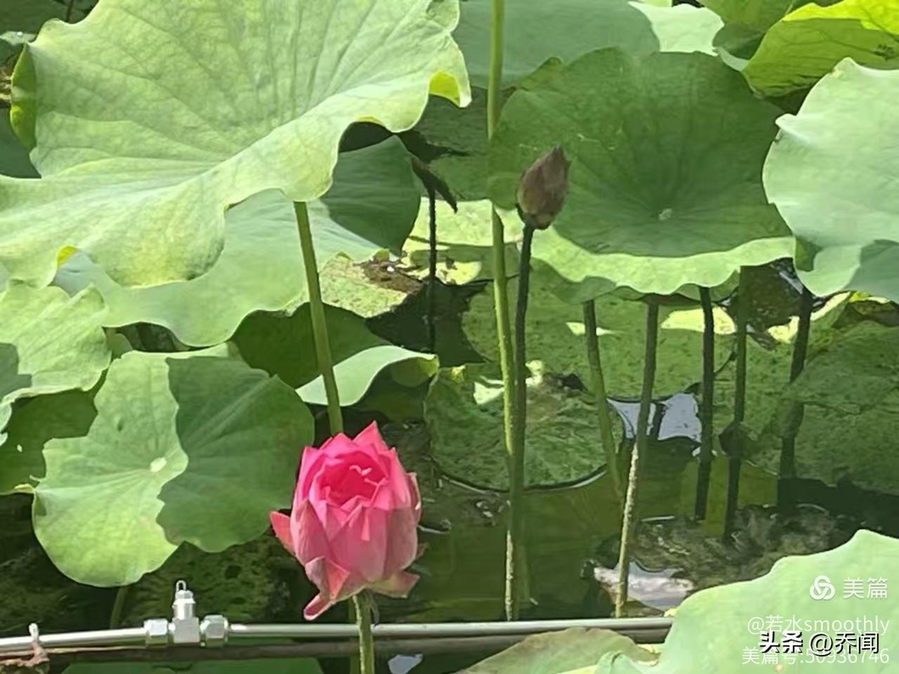 【七绝•荷花约夏赴池塘】
荷花约夏赴池塘，共舞一天水色长。
不与春争心放坦，风姿