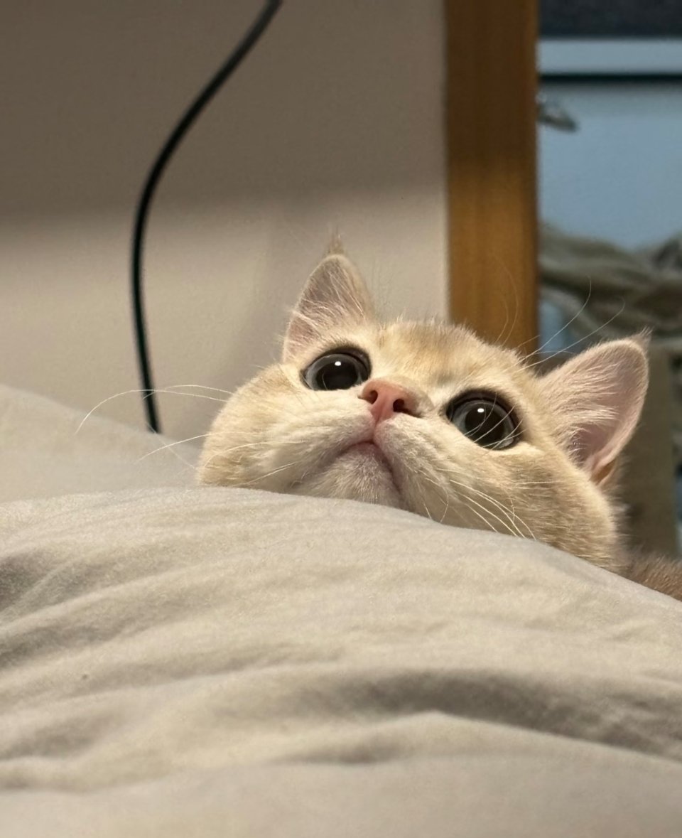 好好养宠的一年毛孩日常：谁懂啊！这小家伙太会撩了家人们谁懂！每天被家里的毛孩子萌