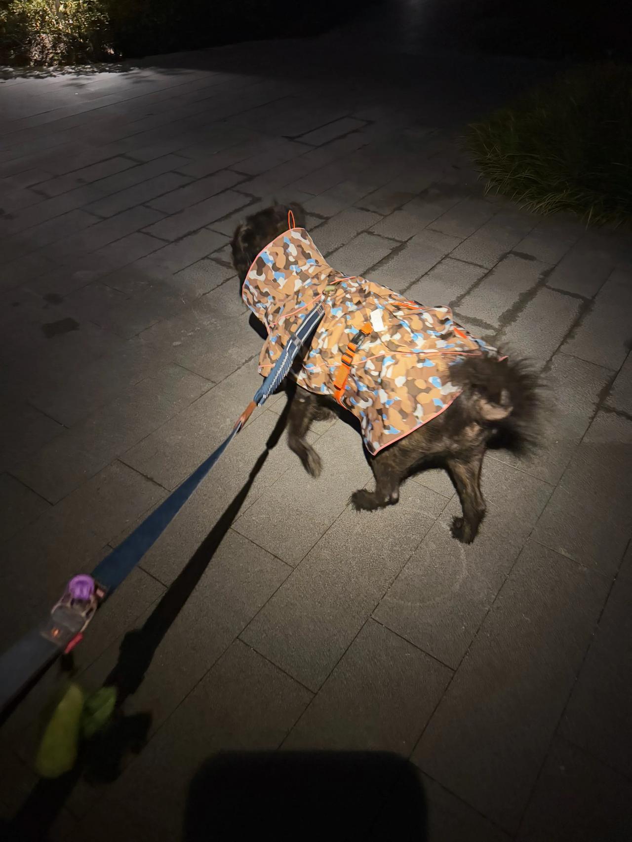 神犬陪妈妈在猫屋旁给小虎妈和二花安了个猫窝，不知道会不会来住。安的时候不小心鼻子