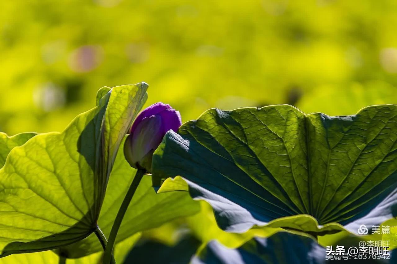 夏荷