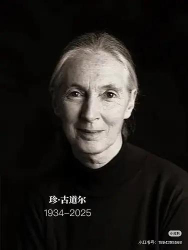 又一个课本里的人离开了著名灵长类动物学家、联合国和平使者珍·古道尔，于2025年