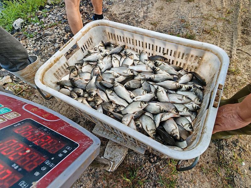 昨天下午逗钓三个小时，二个白条，三条鲫鱼[捂脸]，继续学习，感谢分享[握手]