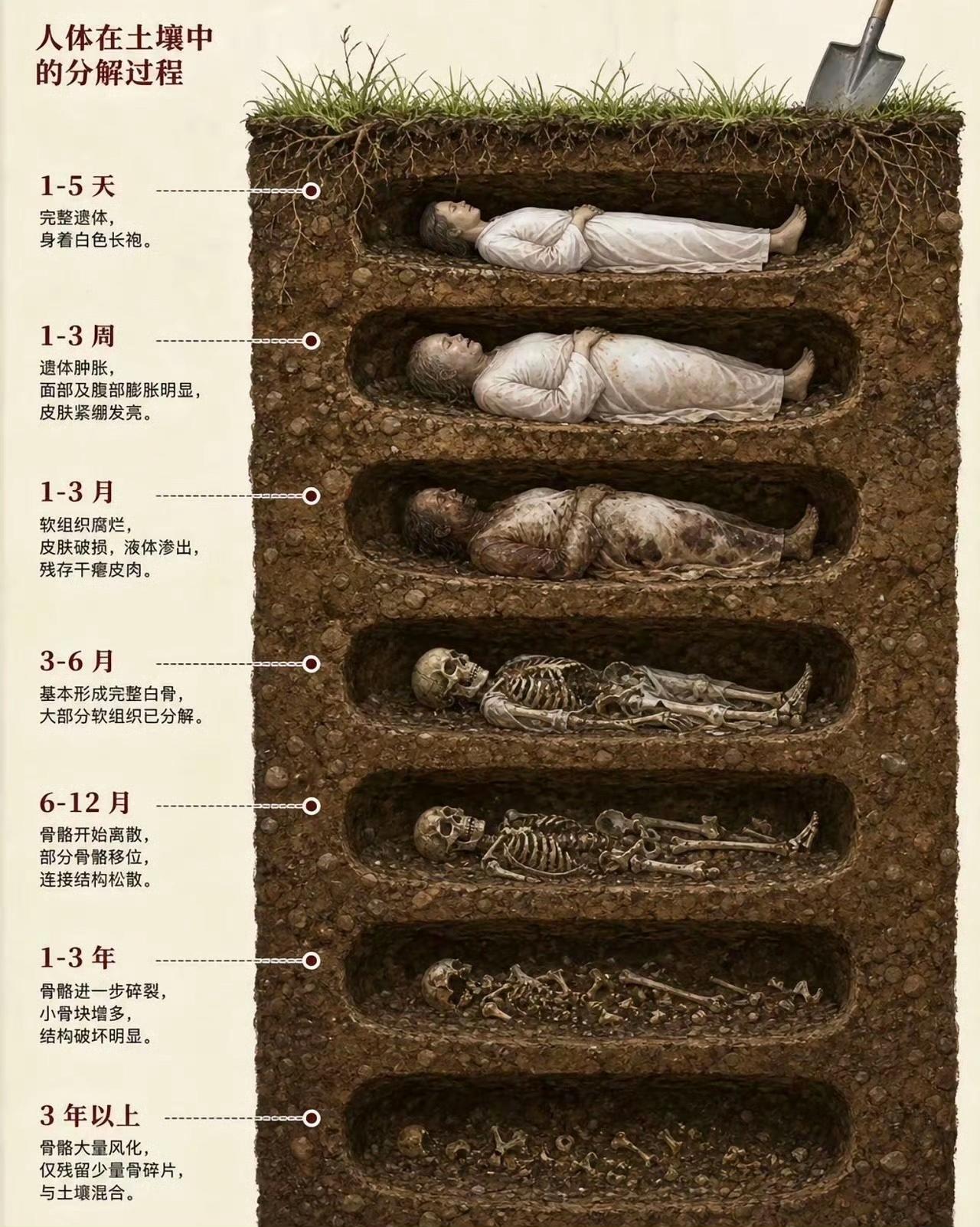 尸体在土里的分解过程。