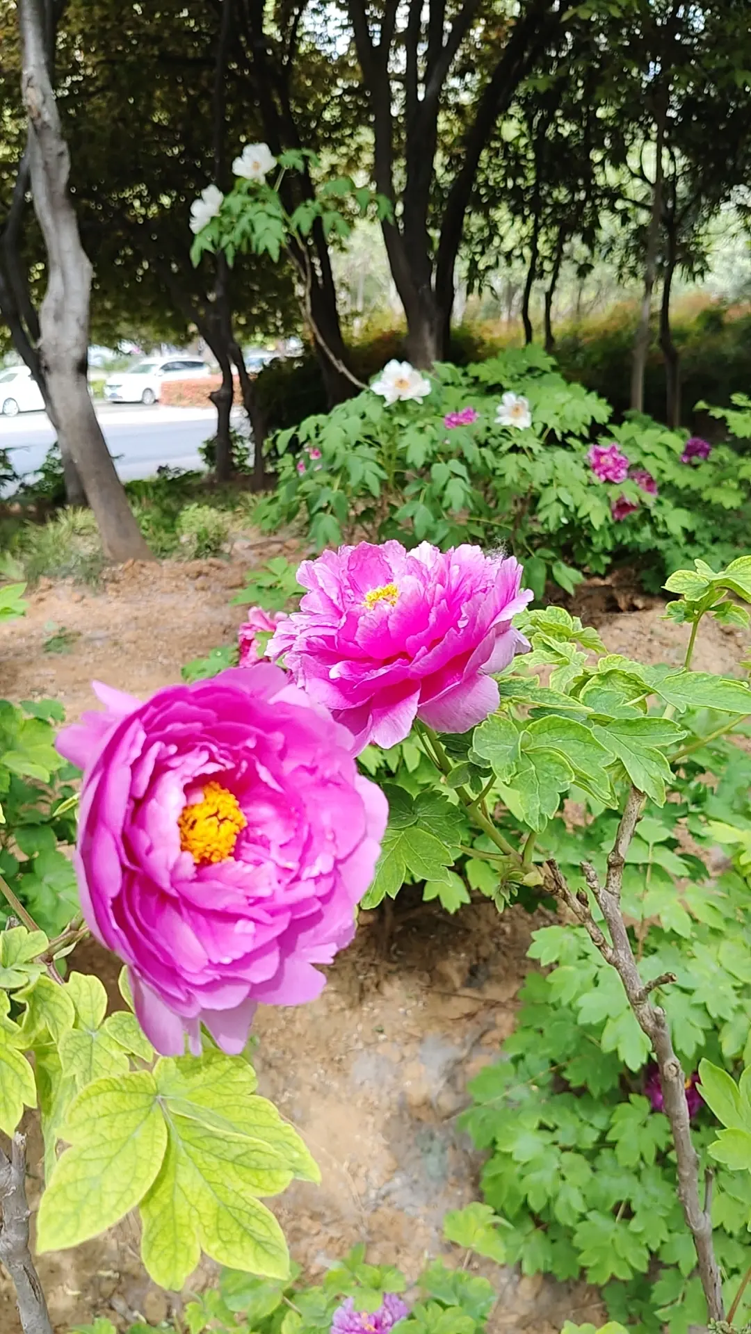 千年古都韵     一座牡丹城。      洛阳牡丹大道，绿花带的牡丹...