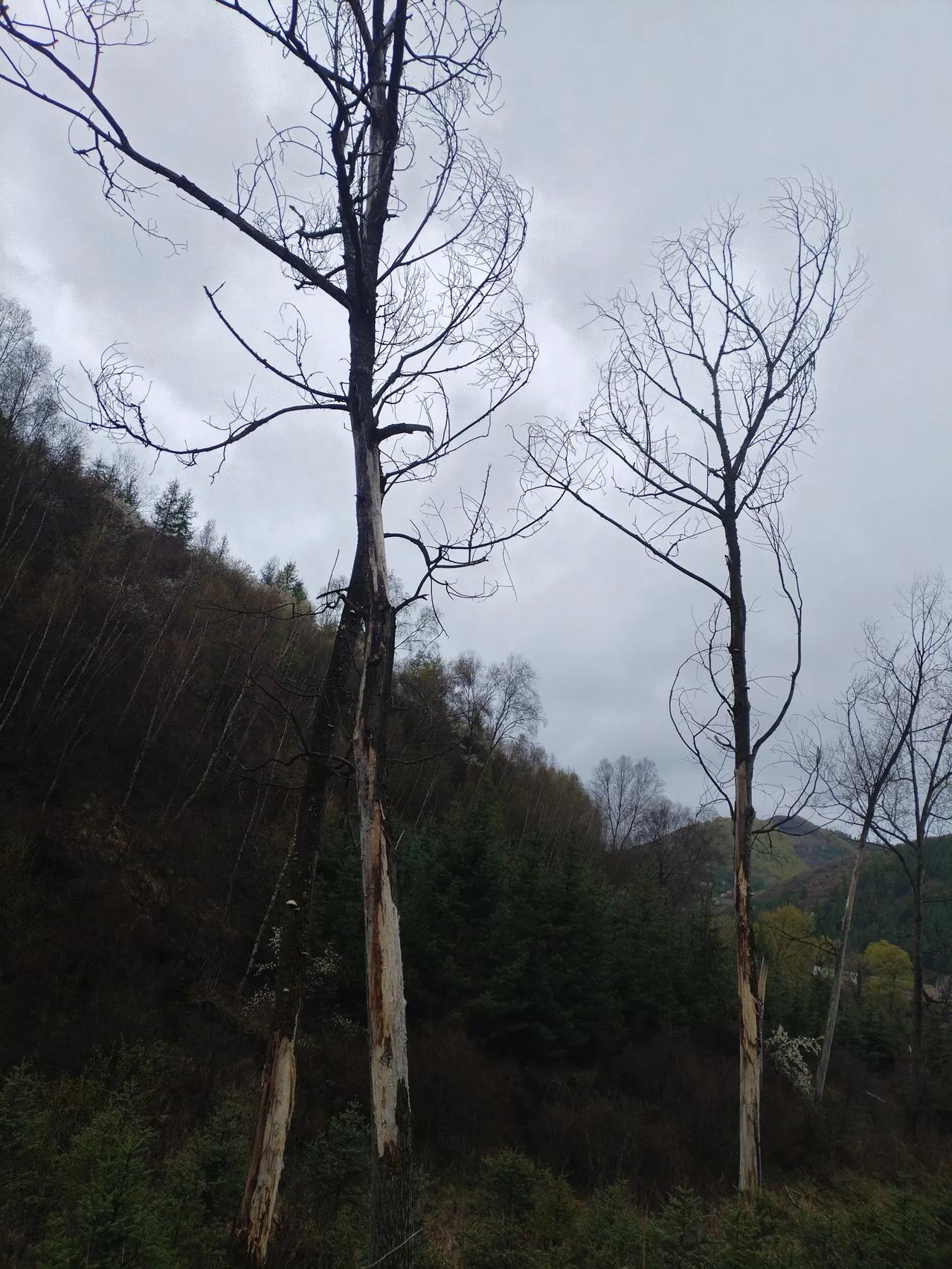 每一滴血与泪，皆是身体里无尽的水。这水，承载着我们的情感与生命的重量。而那仿若孤