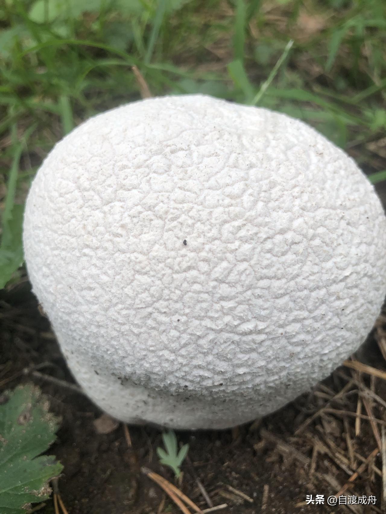 春日生活打卡季认识这个吗，原来还是药材呢