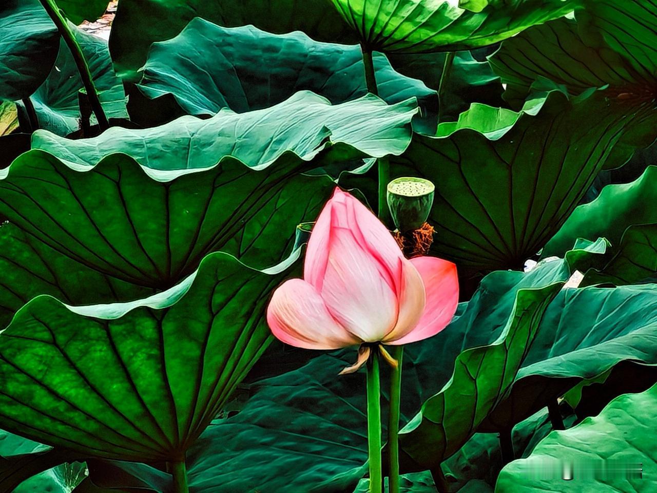 粉嫩荷花开满湖，静谧自然美如画。