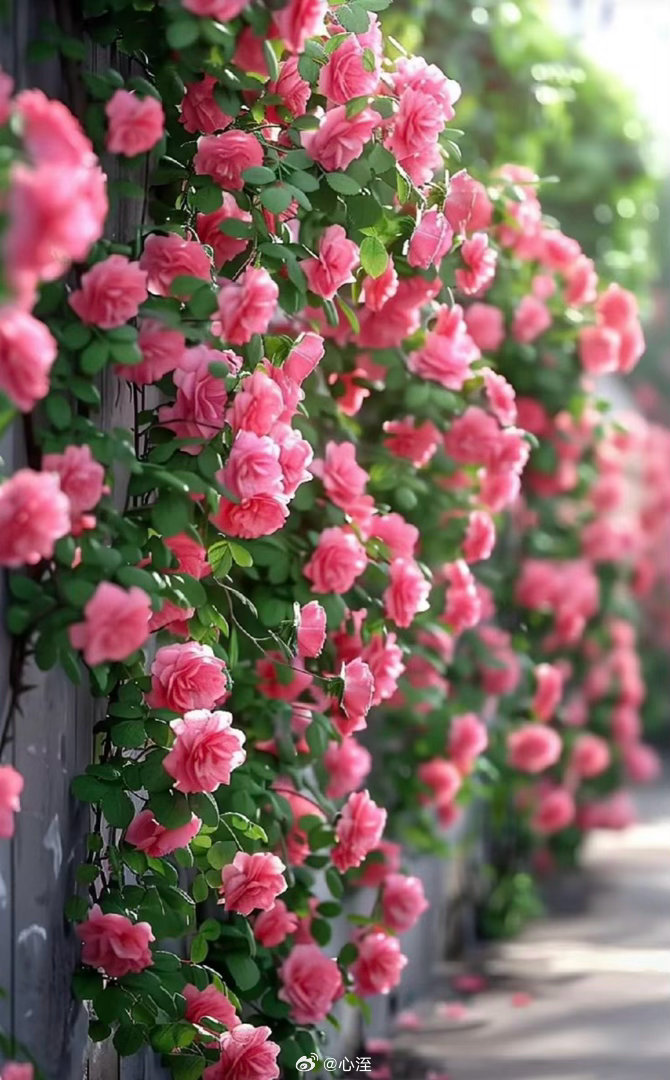 蔷薇的种植：1、种植方法种植蔷薇花可以采用播种的方法，蔷薇花的最佳播种时间是在每