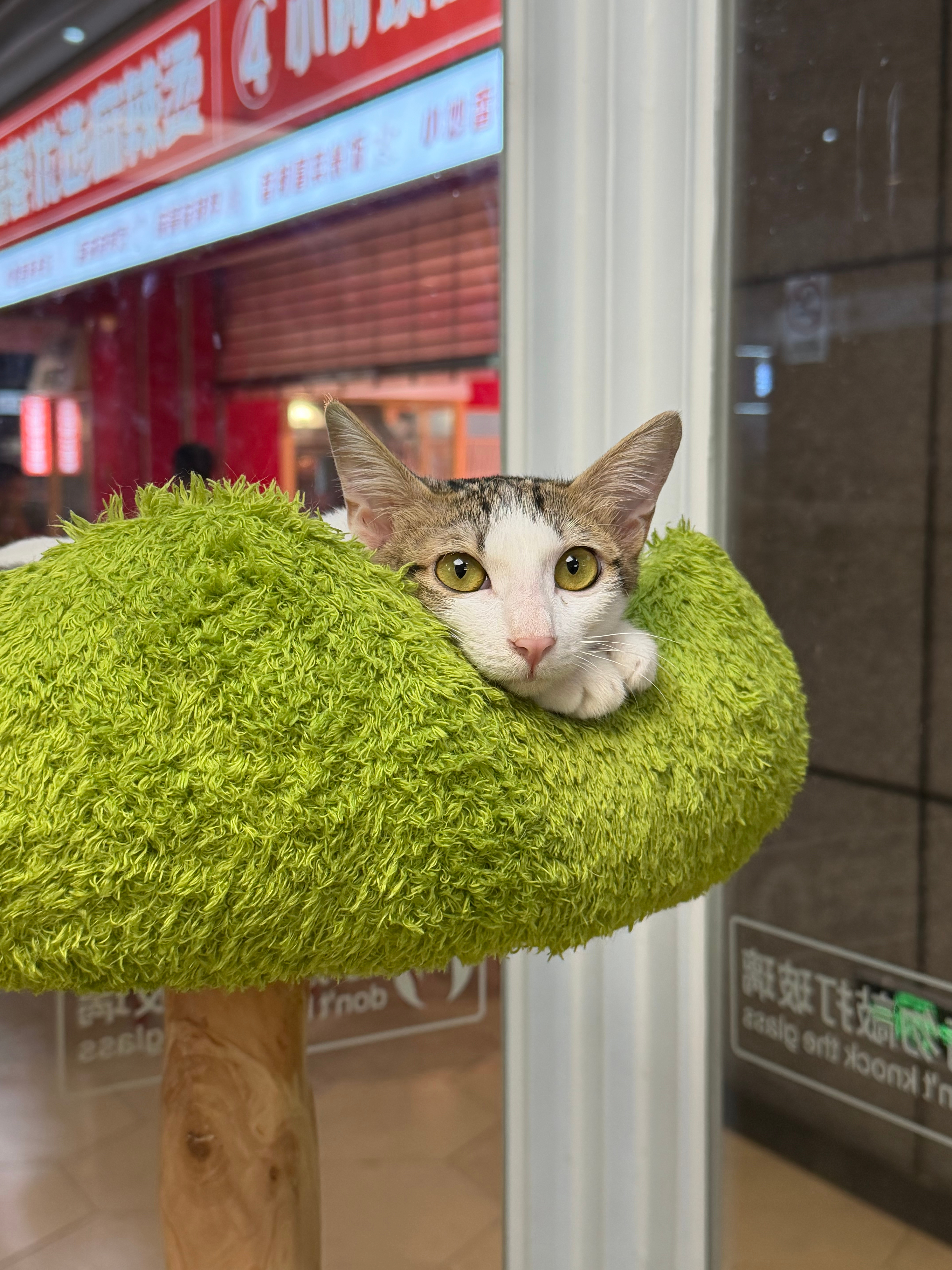 路过一个流浪猫猫咖🐾 深圳