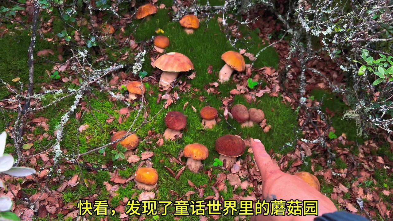 快看发现了童话世界里的蘑菇园，来听牛肝菌