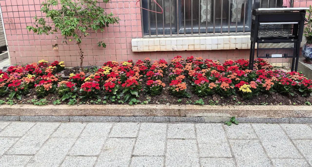 这种海棠花大棵漂亮，我在家院子种了70棵矮小海棠花，也很漂亮，每天看几次，心象花