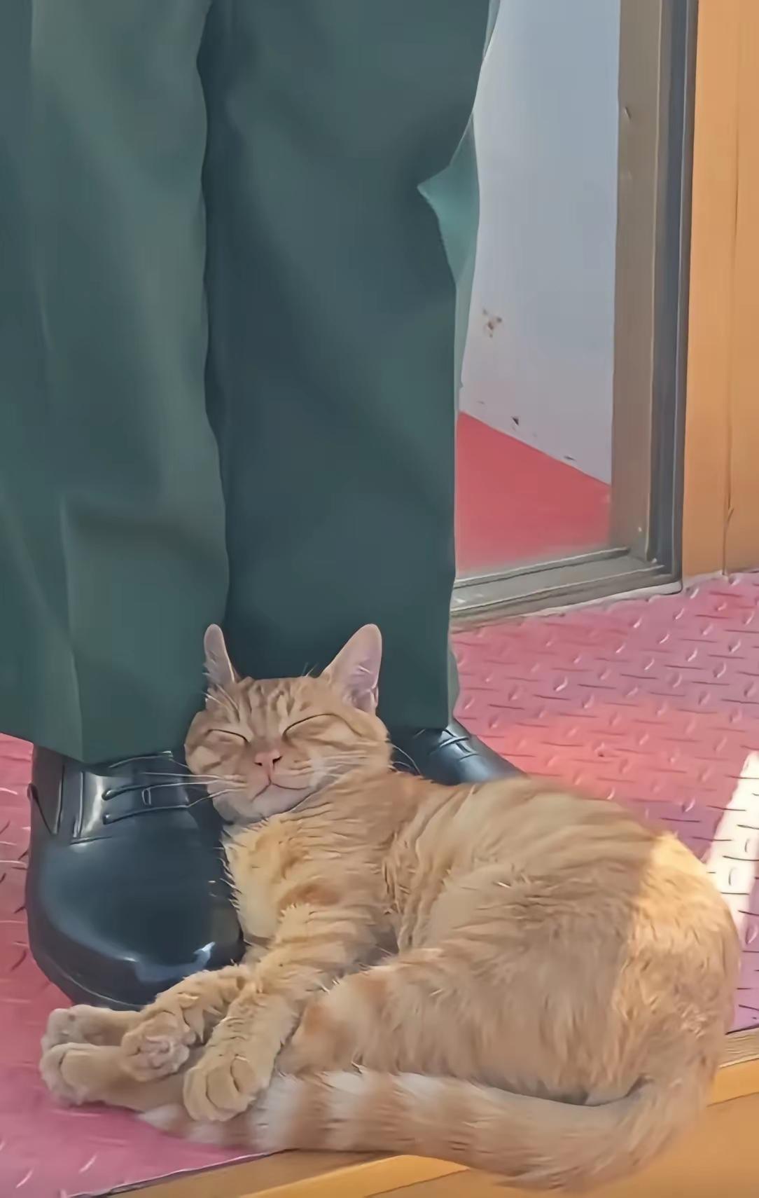 躺在天安门广场值班岗亭睡大觉，这一只流浪猫找了个全世界最最安全的地方睡觉，它悠闲