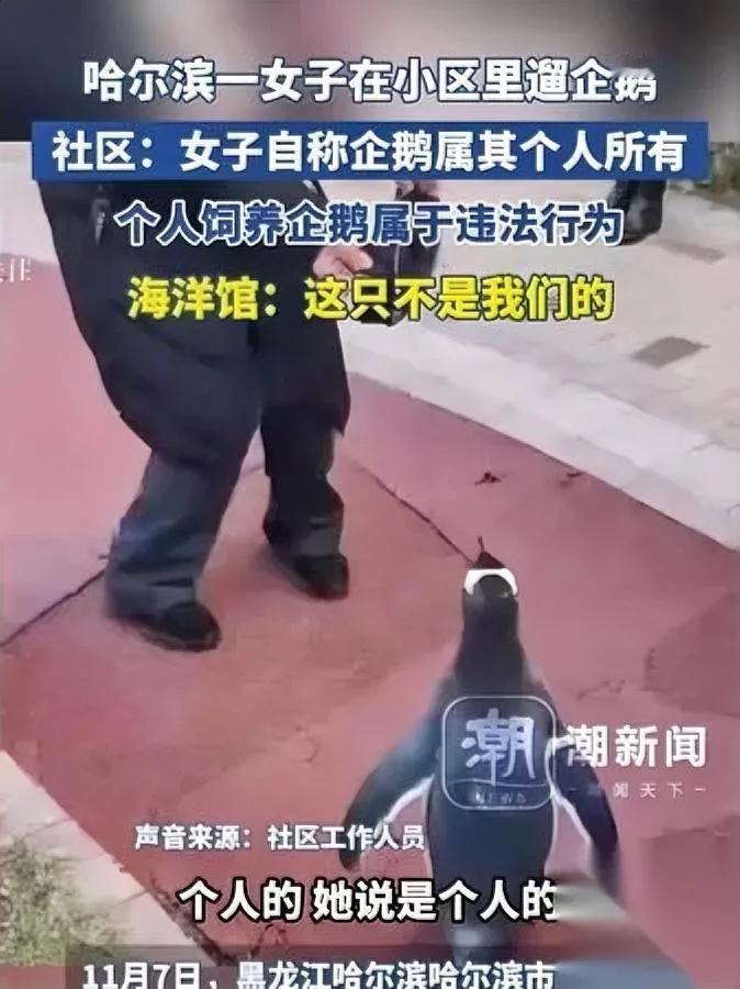 哈尔滨惊现遛企鹅！

女子不是业主

物业追过去，她溜得比企鹅还快。社区说女子坚